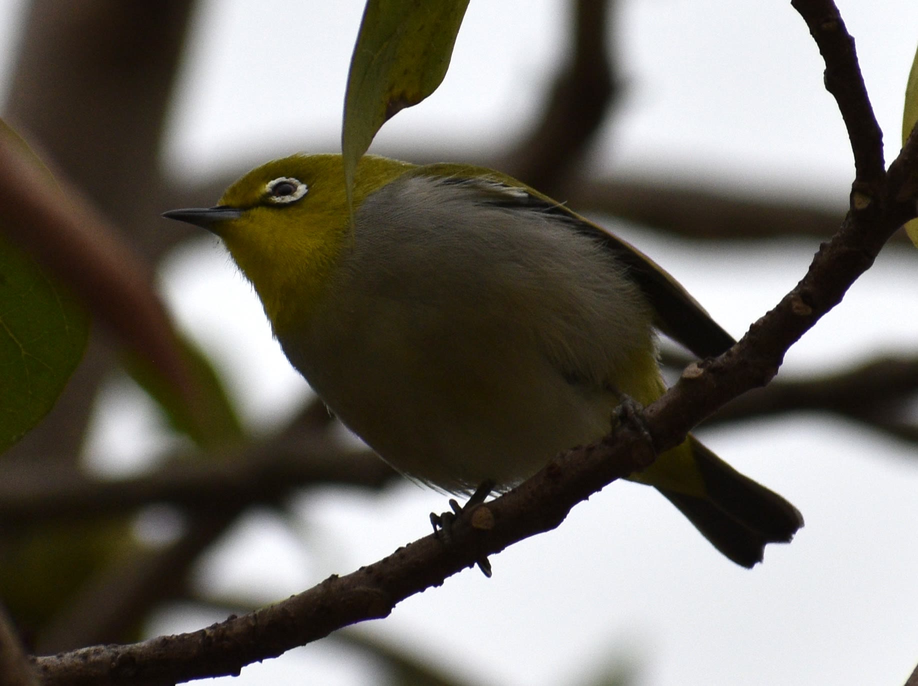 whiteeye